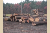 Log Piles1