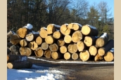 Log Piles3