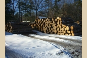 Log Piles5